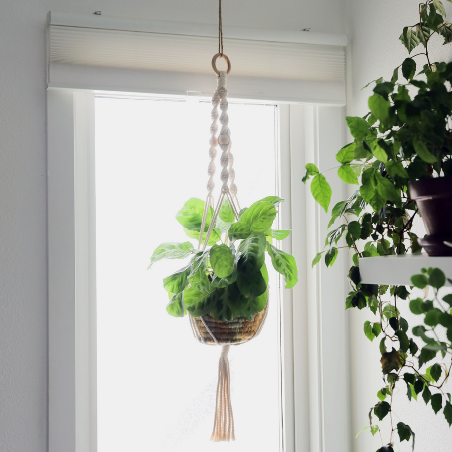 Macrame Plant Hanger