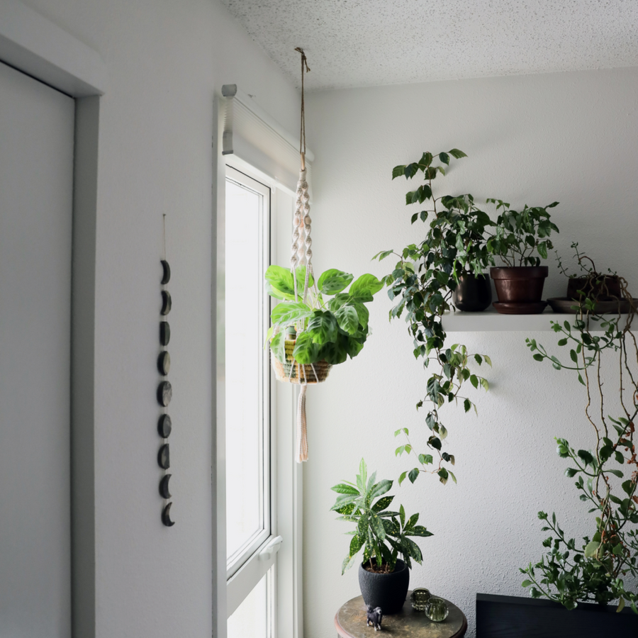 Macrame Plant Hanger