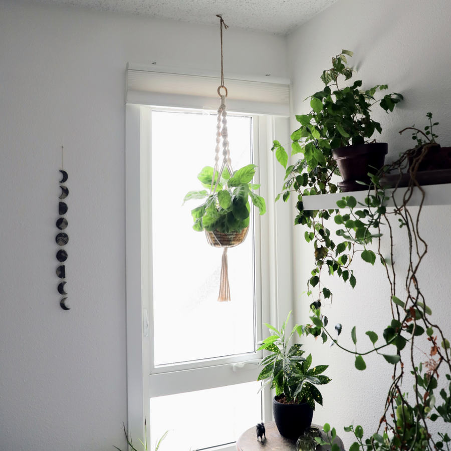 Macrame Plant Hanger