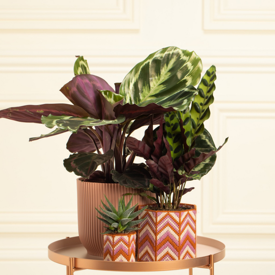 The Bargello Edit | Midi Planter Kit